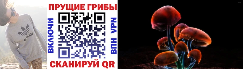 где купить наркоту  Шагонар  Галлюциногенные грибы Psilocybine cubensis 